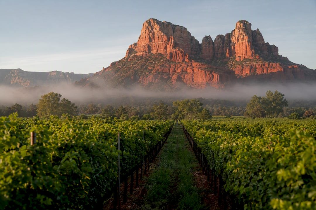 Sedona red rocks and vineyards at sunset